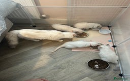 Ragdoll cats for sale: Stunning TICA reg Flame/Cream Boy - Image 24