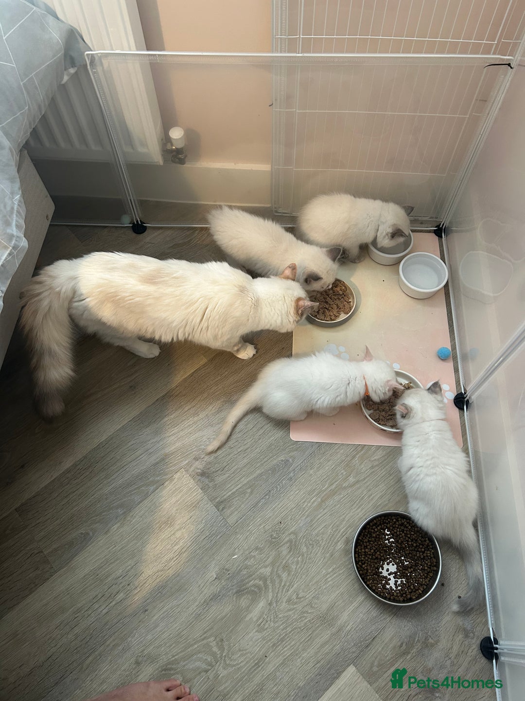 Ragdoll cats for sale: Stunning TICA reg Flame/Cream Boy - Image 24