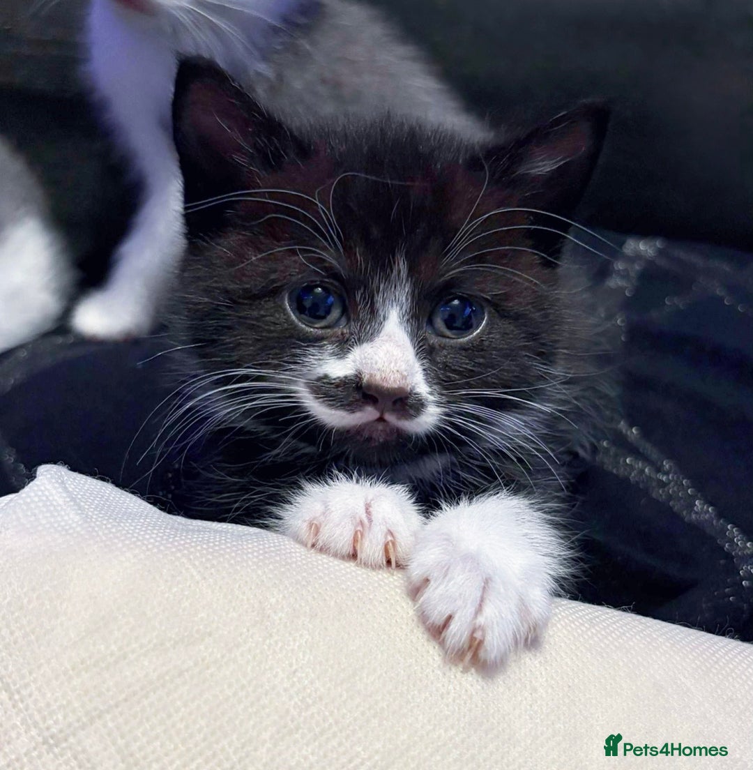 Mixed Breed cats for sale: Beautiful black/white/grey kittens for sale - Advert 5