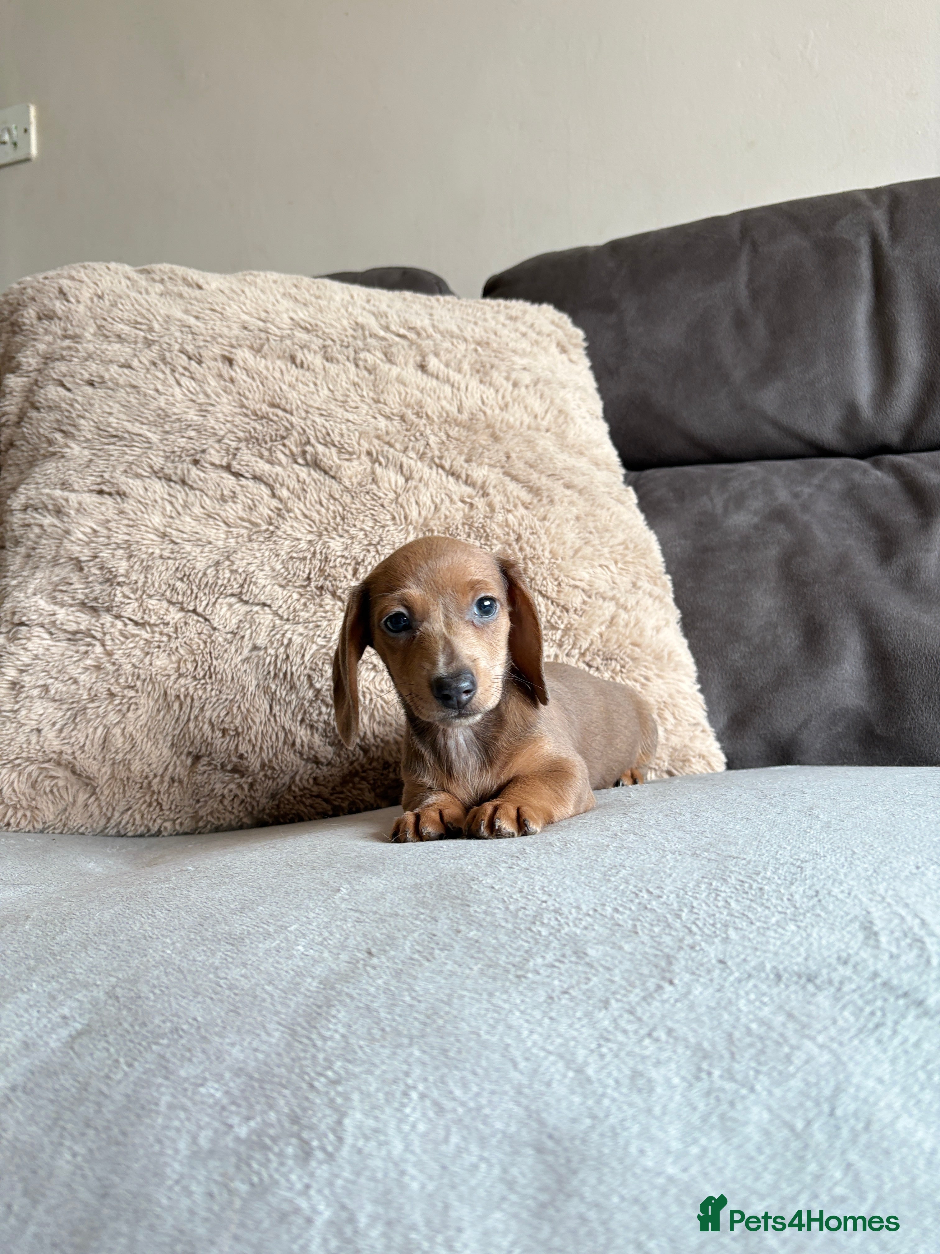 Miniature Dachshund dogs READY TO LEAVE NOW‼️ MINIATURE DACHSHUND PUPPIES🐾 - Advert 2