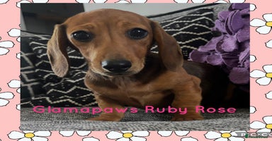 Dachshund dogs - Advert 4
