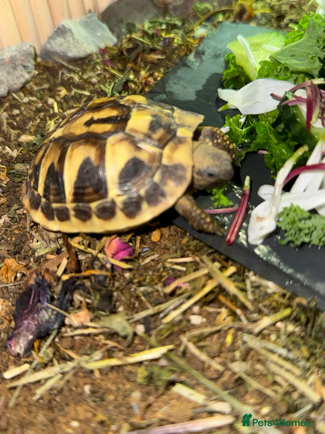 Hermann Tortoise reptiles for sale: Hermann tortoise  - Advert 13