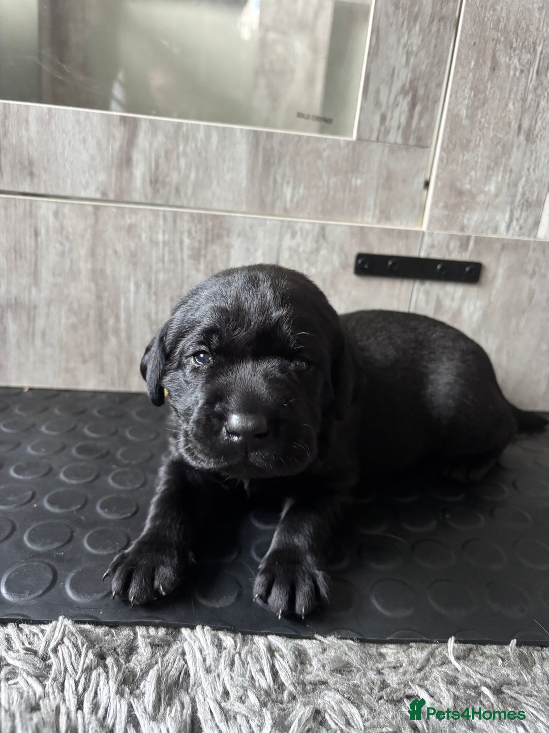 Labrador Retriever dogs for sale: Stunning litter of chunky black Labradors - Advert 9