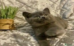 British Shorthair cats for sale: (READY NOW)EXCEPTIONAL PURE BREED BSH - Image 9
