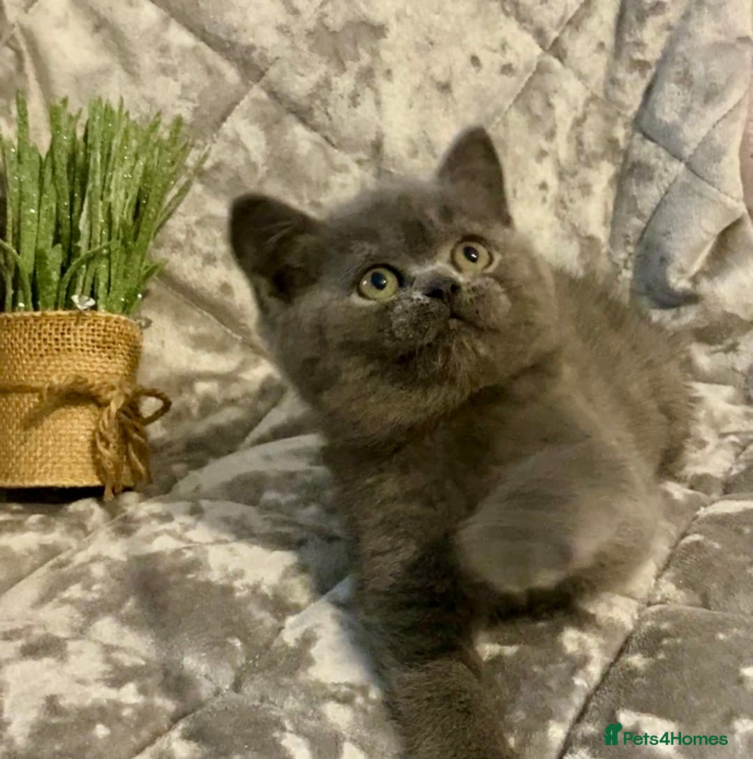 British Shorthair cats for sale: (READY NOW)EXCEPTIONAL PURE BREED BSH - Image 9