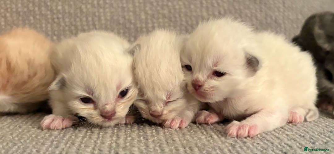 Ragdoll cats for sale: Beautiful Ragdoll Kittens  - Advert 8