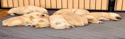 Golden Retriever dogs for sale: KC Registered Golden Retriever Puppies    - Advert 14