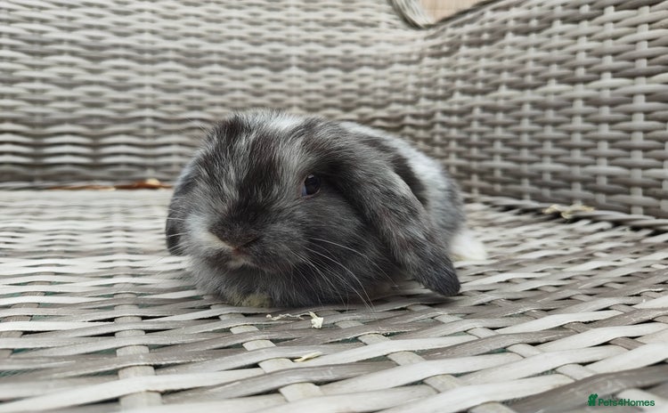 Mini Lop rabbits - Advert 4