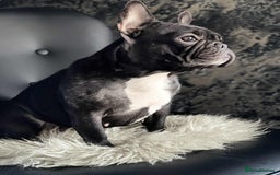 French Bulldog dogs for sale: Beautiful girl Ruby - Image 3