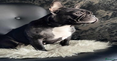 French Bulldog dogs - Advert 11