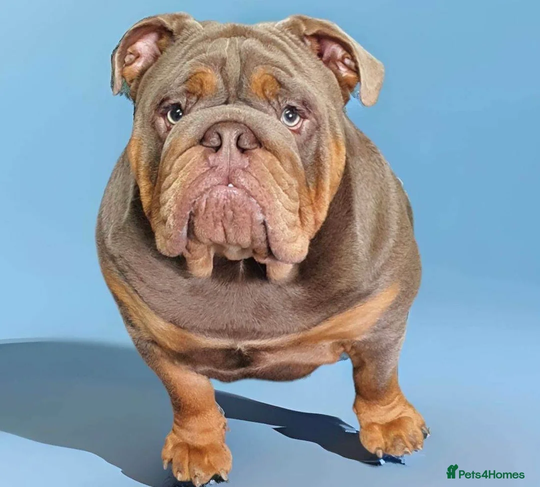 English Bulldog dogs for stud: 🌟 Wyatt Full suit English @stud in Telford - Advert 5