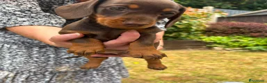 Miniature Dachshund Boy 1