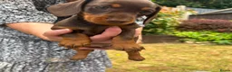 Miniature Dachshund dogs for sale: 8BEAUTIFUL RKC Registered Pups Miniature Dachshund - Advert 9