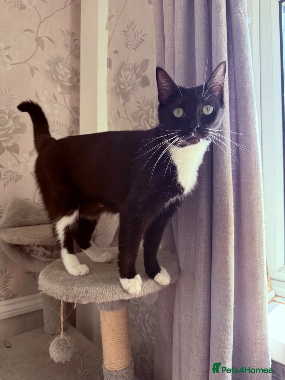 Mixed Breed cats for sale:  Beautiful Male Colourpoint Kittens - Advert 9