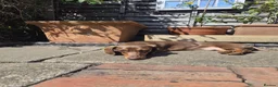 Dachshund dogs for sale: Alma 2 Year Old Spayed Female - Advert 6
