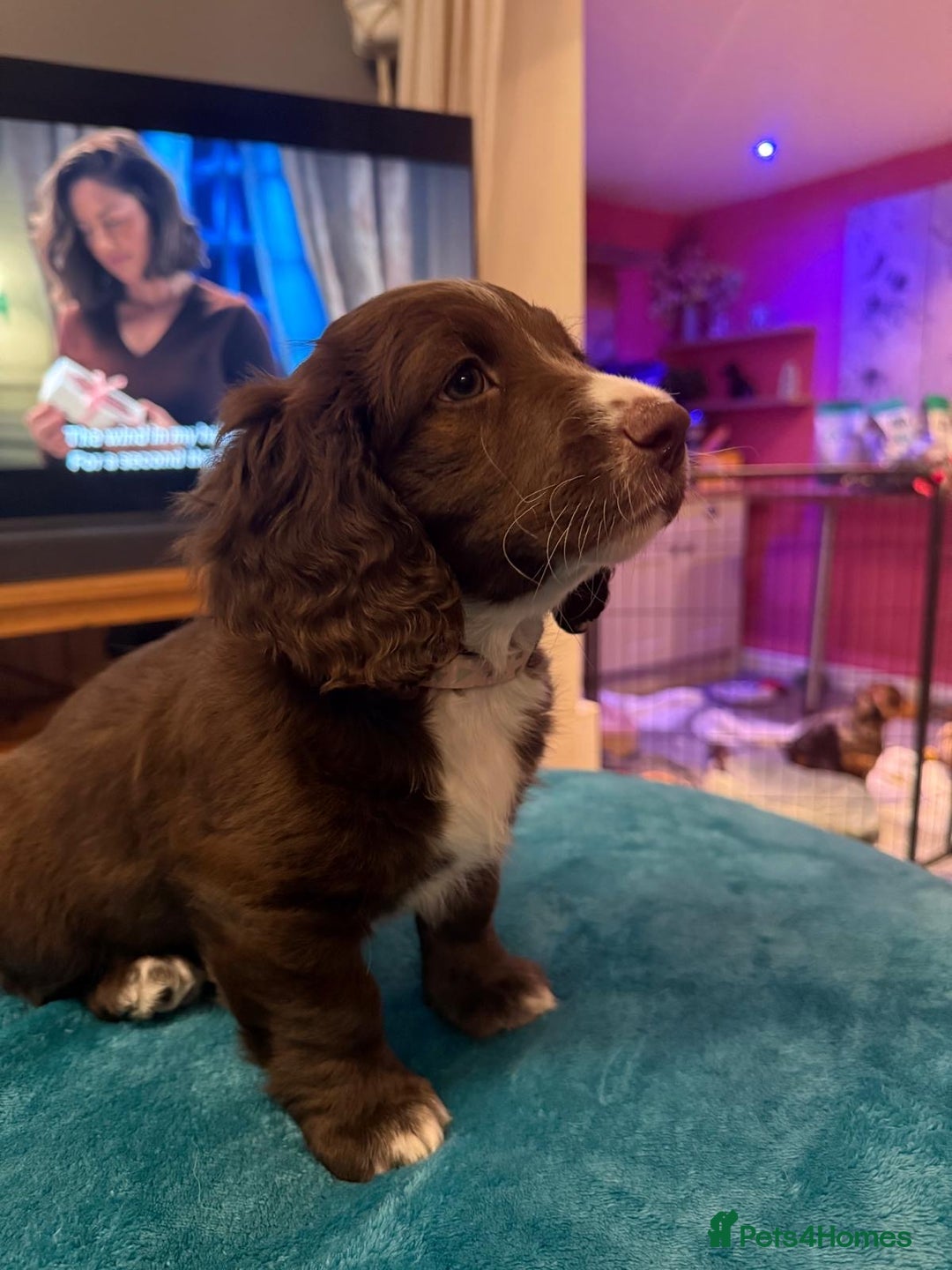 Mixed Breed dogs for sale: Doxie puppies  - Advert 7