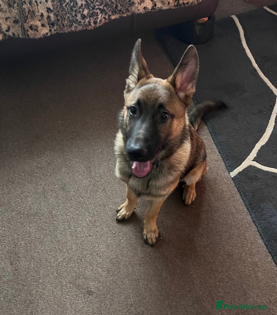 German Shepherd dogs for sale: German Shepherd 6 months old Male Dog  - Image 3