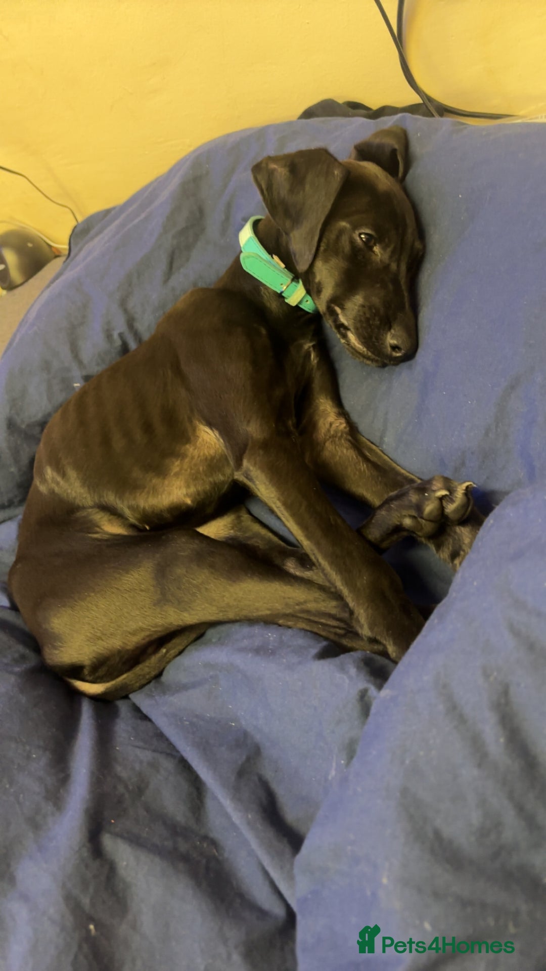 Mixed Breed dogs for sale: 4 month old Saluki X German shorthaired pointer - Image 2