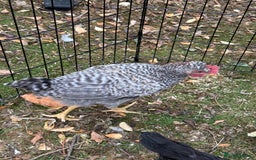 Chickens poultry for sale: Legbar mix chick rooster  - Image 3