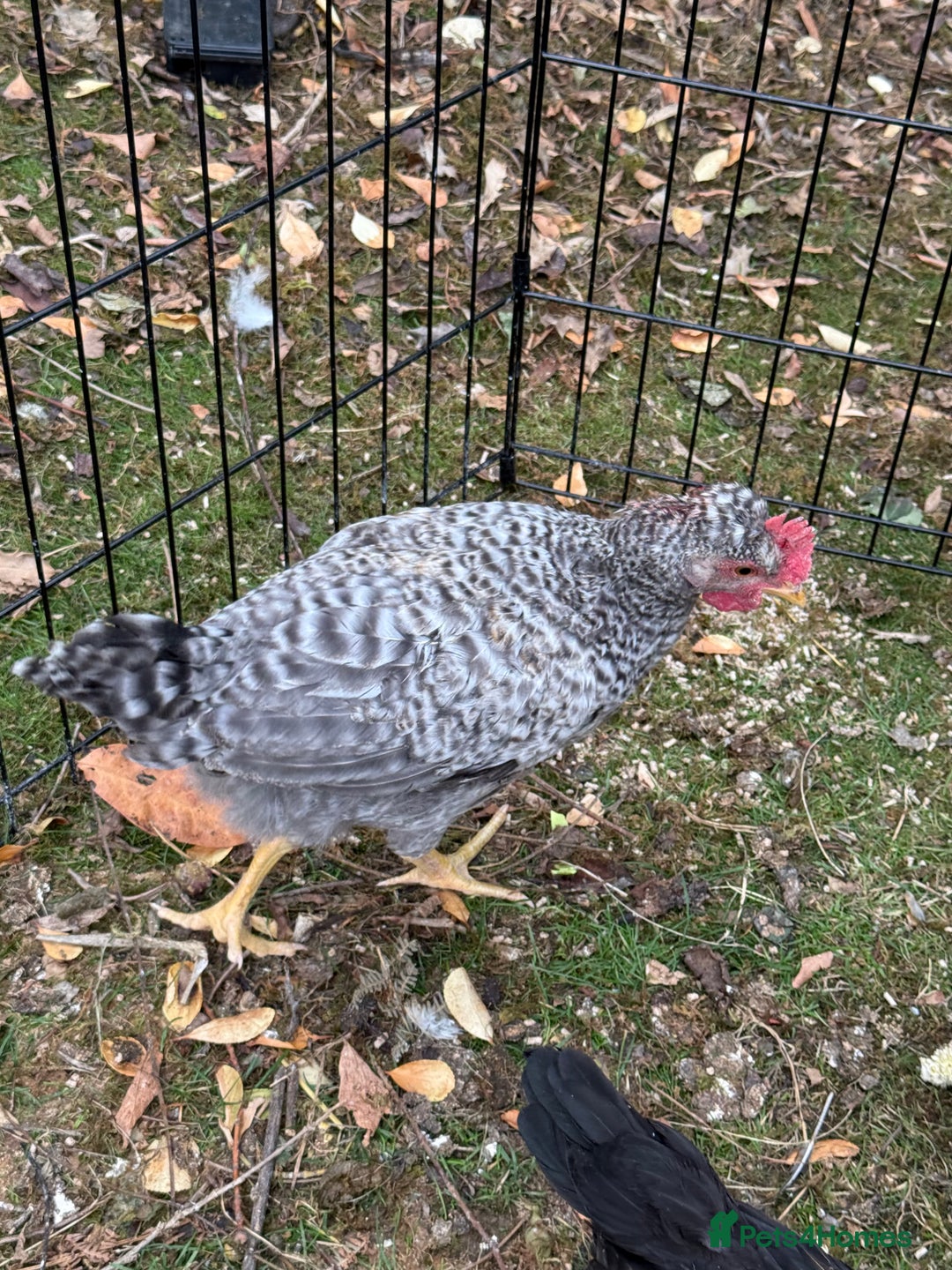 Chickens poultry for sale: Legbar mix chick rooster  - Image 3