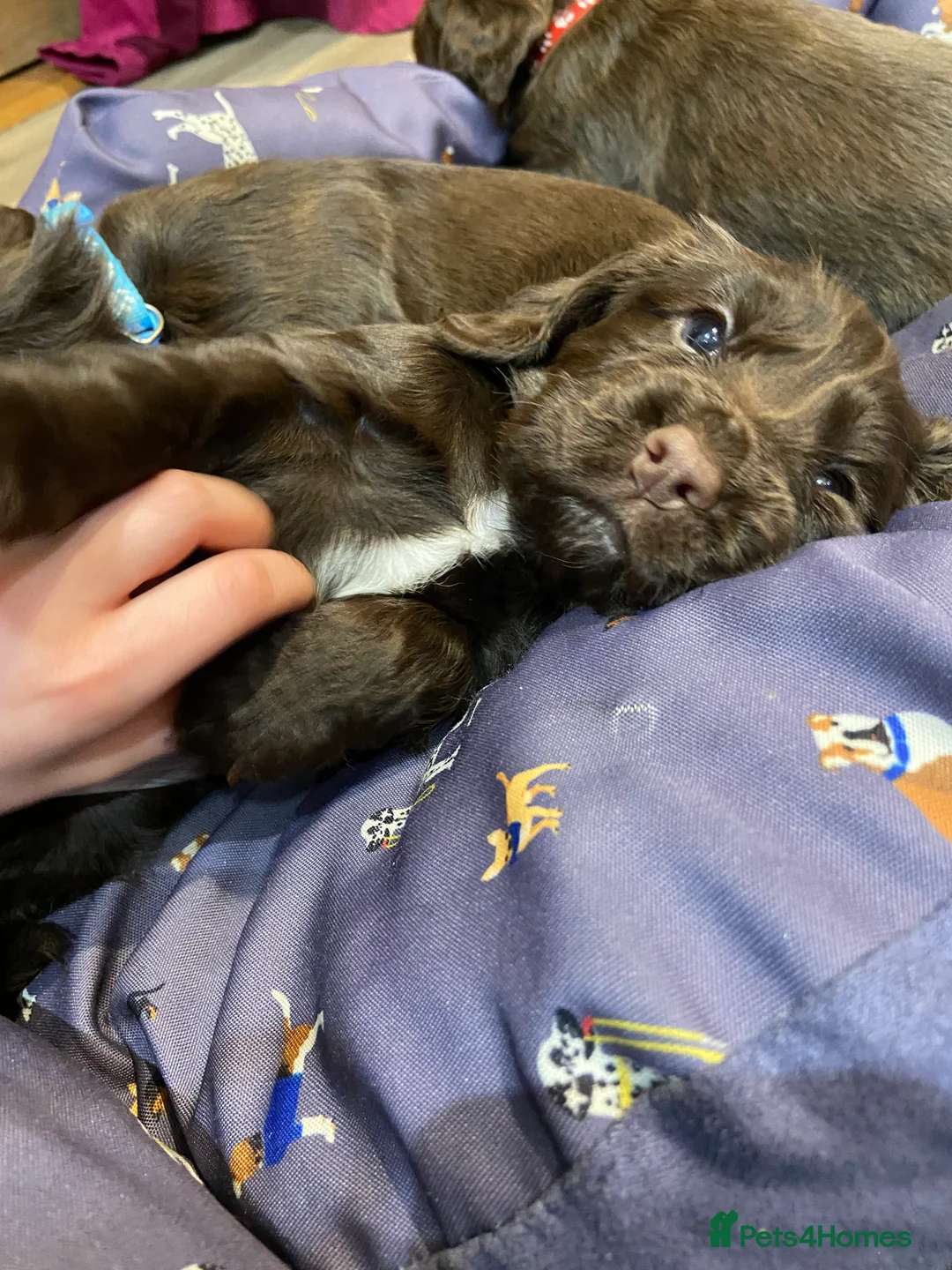 Cocker Spaniel dogs for sale: Chocolate Worker Cocker Puppies Kennel Club  - Advert 14