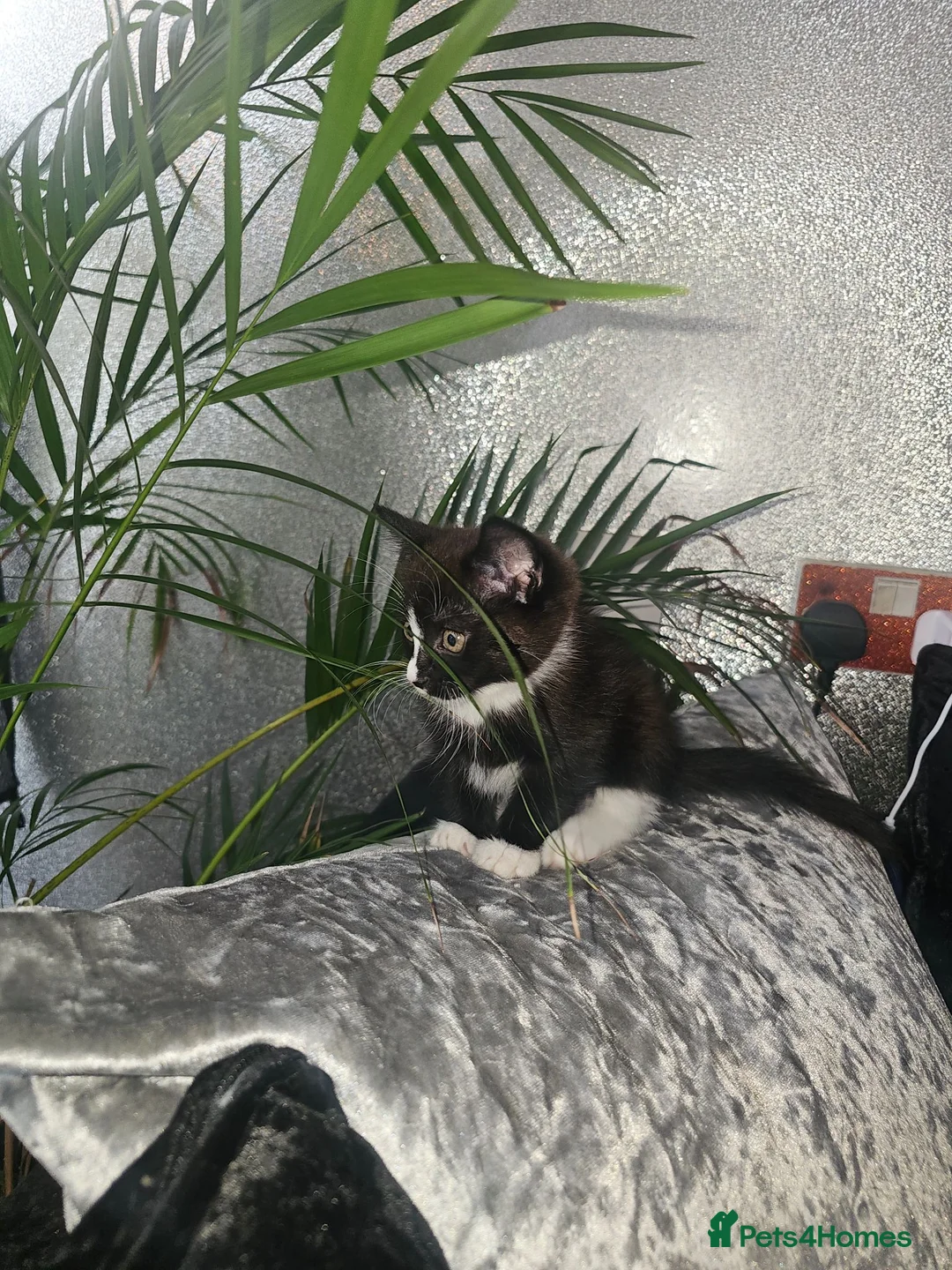 Mixed Breed cats for sale: Little jim - Advert 1