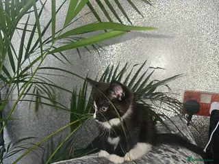 Mixed Breed cats Little boy - Advert 3
