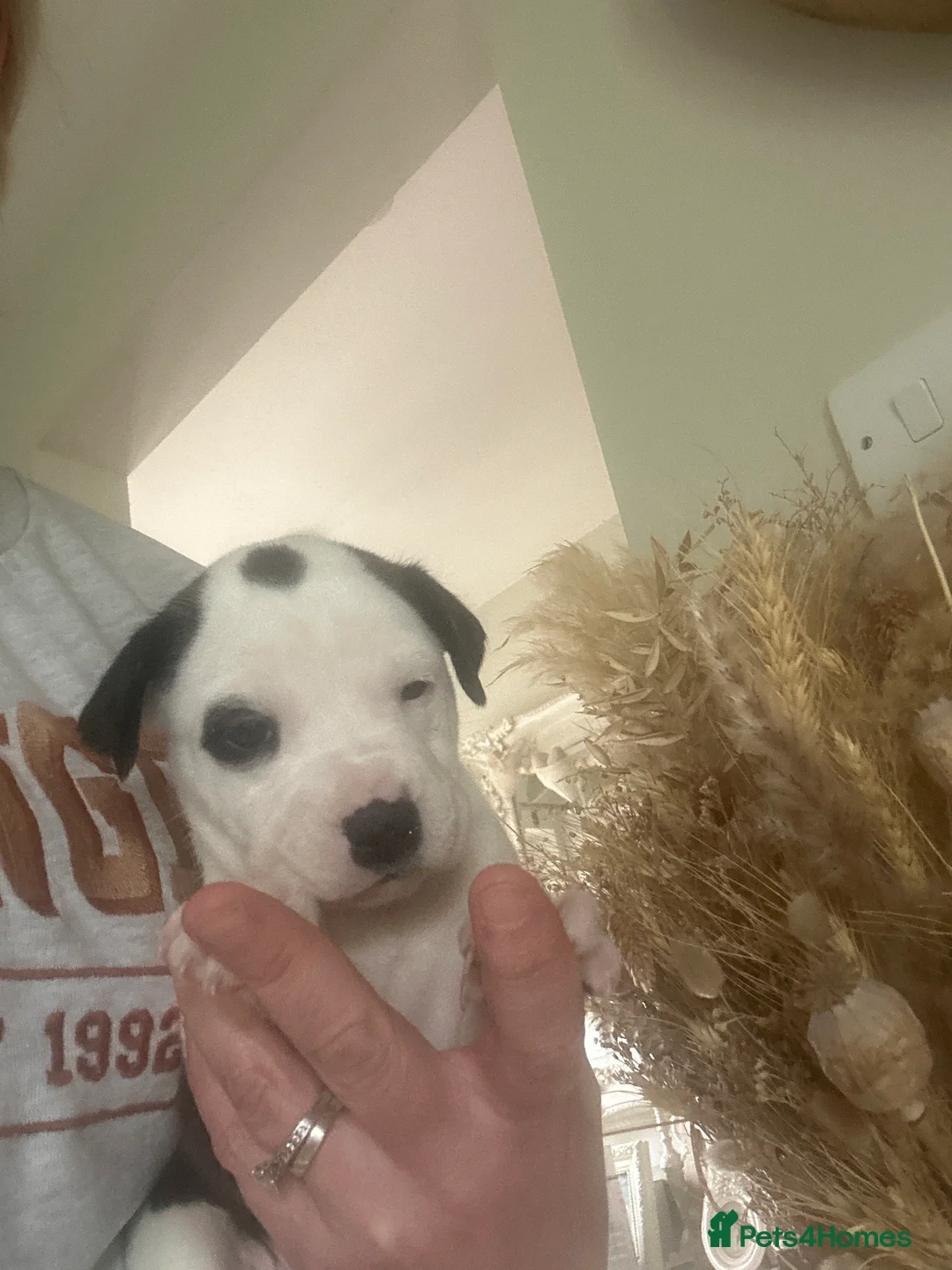 Mixed Breed dogs for sale: Puppys for sale  - Advert 2