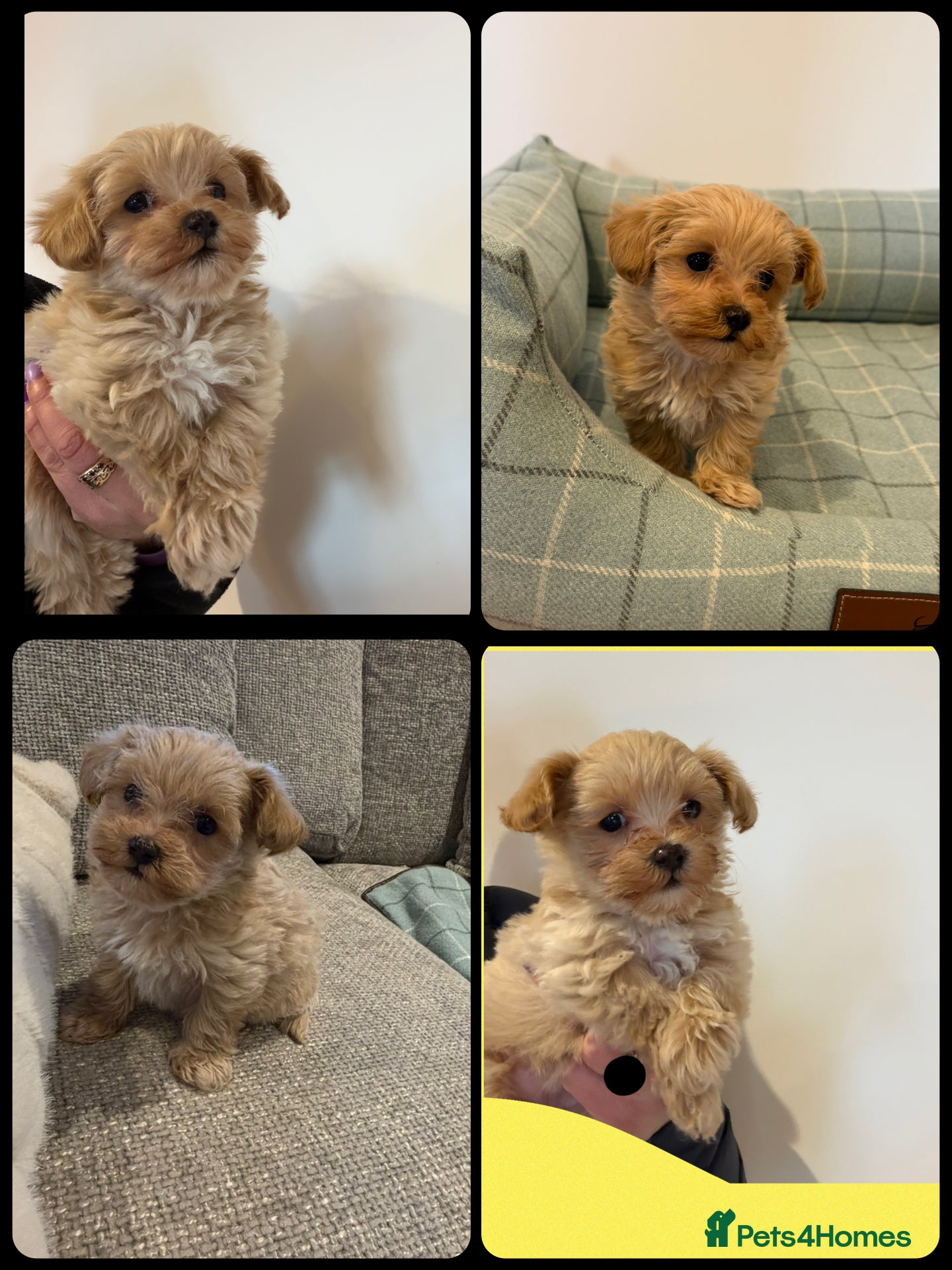 Maltipoo dogs F1 Maltipoo Puppies  - Advert 5