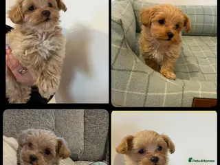 Maltipoo dogs F1 Maltipoo Puppies - Advert 5