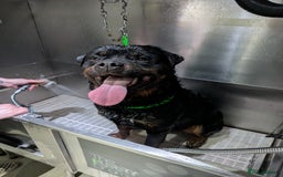 Rottweiler dogs for sale: Full German rottweiler boy for rehoming - Image 3