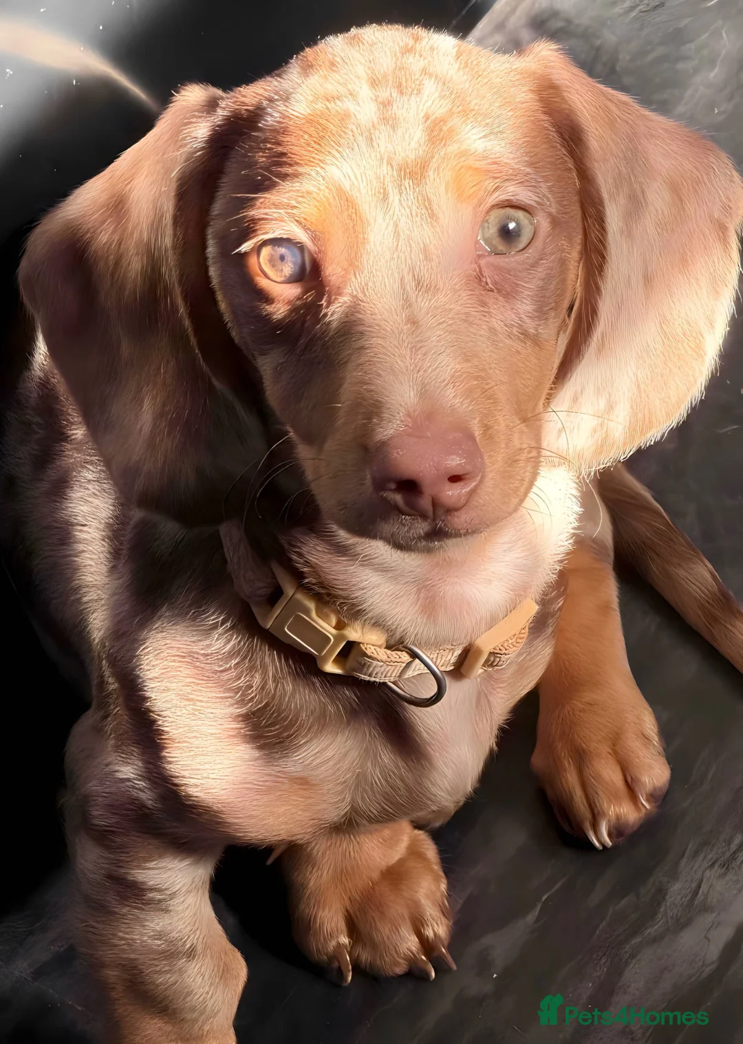 Miniature Dachshund dogs for sale: Dapple miniature dachshund  - Advert 1