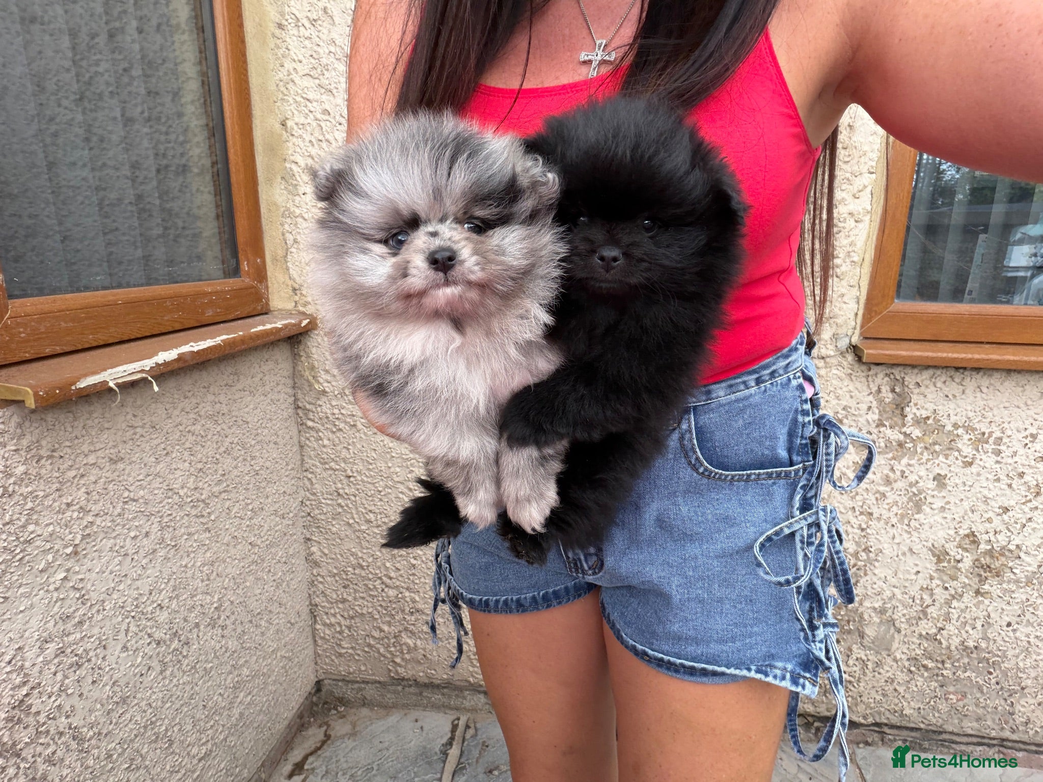 Pomeranian dogs 🧸 TOP QUALITY POM PUPPIES 🧸 - Advert 13