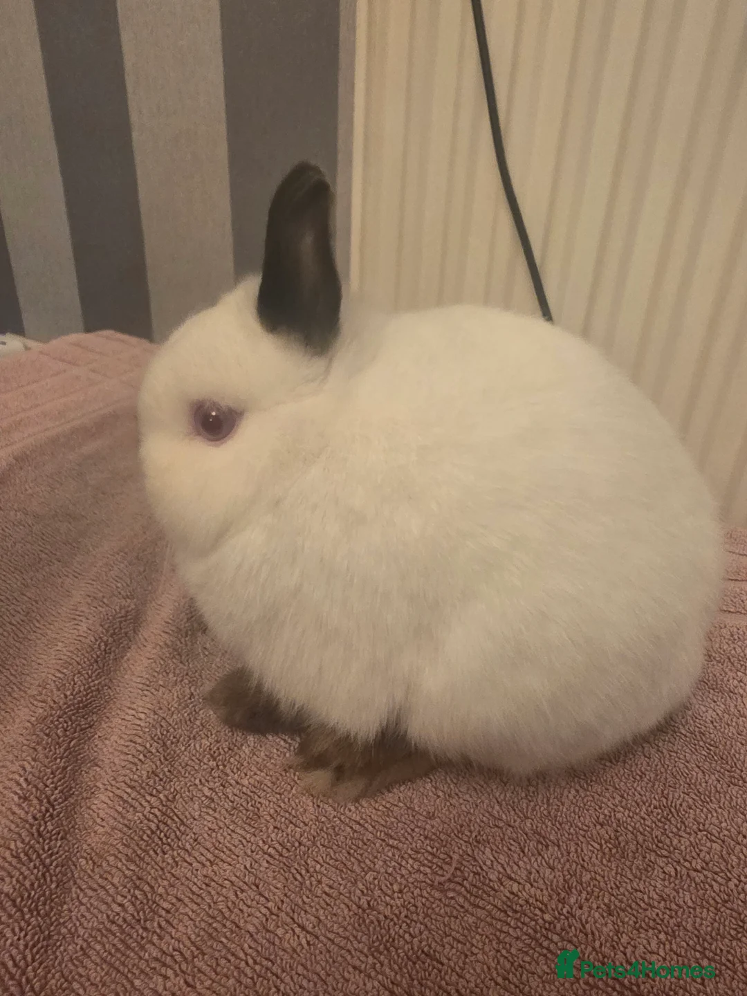 Netherland Dwarf rabbits for sale: Surplus netherland dwarf bucks  - Advert 2