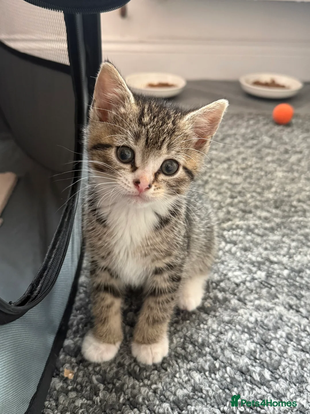 Mixed Breed cats for sale: Bonded Rescue Kittens - Must Stay Together - Advert 2