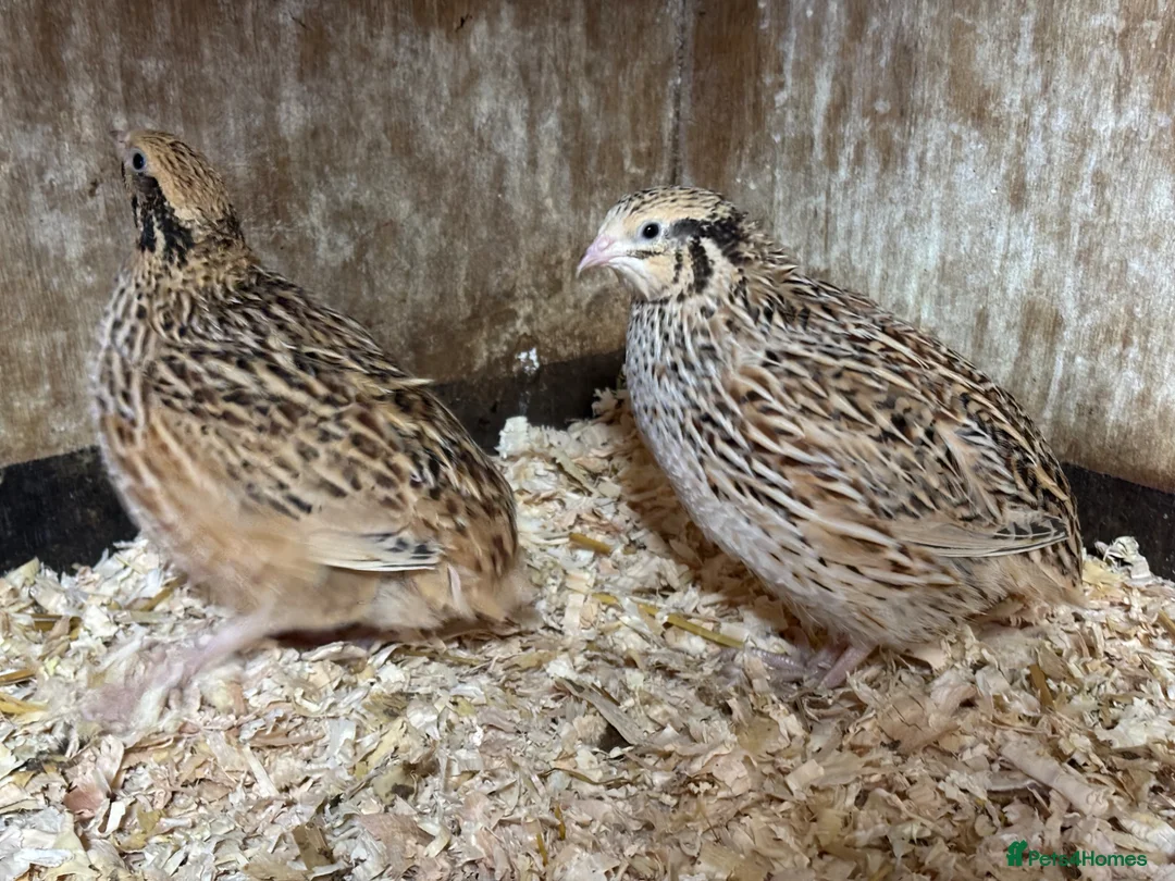 Quail poultry for sale: Quail - Point of lay  - Advert 5