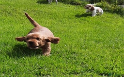 Cocker Spaniel dogs for sale: Cocker spaniel puppies  - Image 7