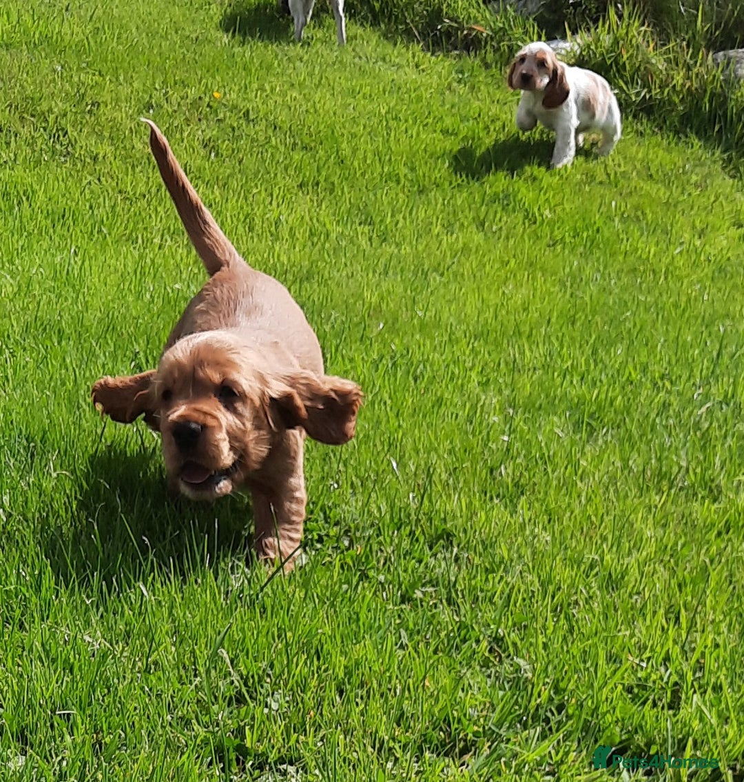 Cocker Spaniel dogs for sale: Cocker spaniel puppies  - Image 7