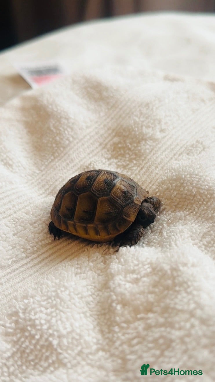 Tortoise reptiles spur-thighed tortoise - Advert 1
