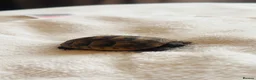 Tortoise reptiles for sale: spur-thighed tortoise - Advert 1