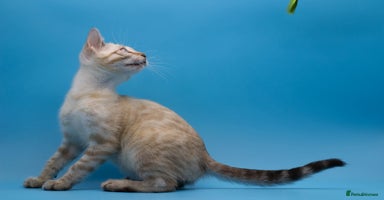 Bengal cats - Advert 1
