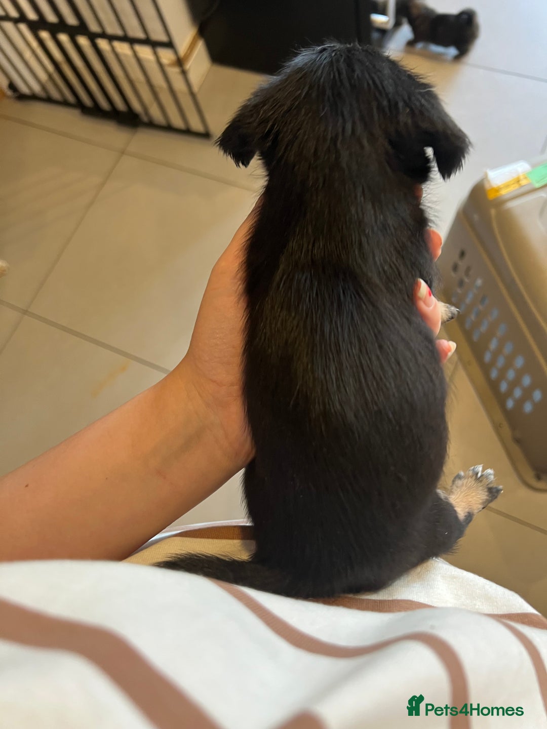 Mixed Breed dogs for sale: Chihuahua cross terrier puppies  - Image 6