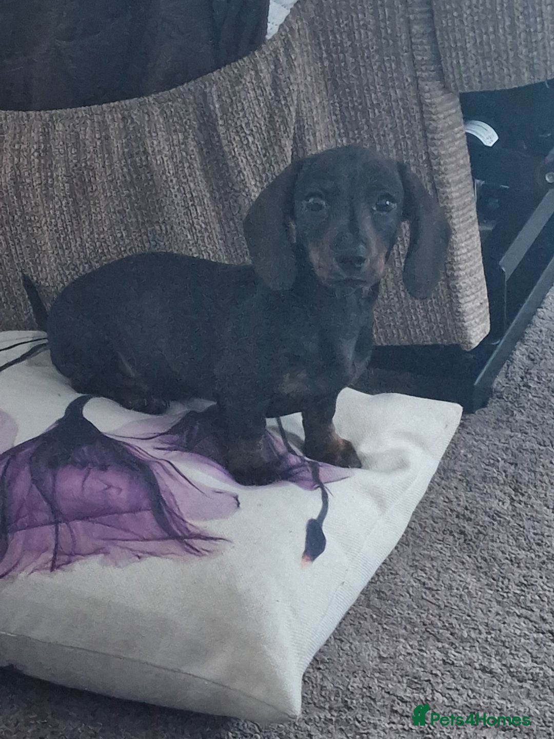 Dachshund dogs for sale: Female miniature dashound  - Advert 1