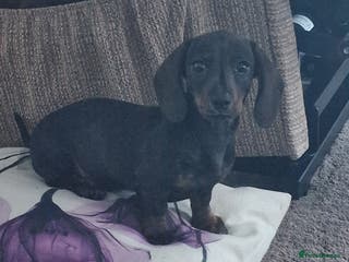 Dachshund dogs Female miniature dashound - Advert 12