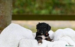 Bordoodle dogs for sale: GOLD STANDARD HIGH HEALTH COLLIPOO PUPPIES 🌟 - Image 5