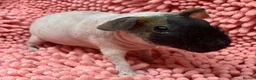 Guinea Pig rodents for sale: Female Skinny pigs in Swindon - Advert 2
