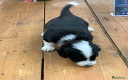 Bernedoodle dogs for sale: Midi Medium Bernedoodle Puppies  - Image 21