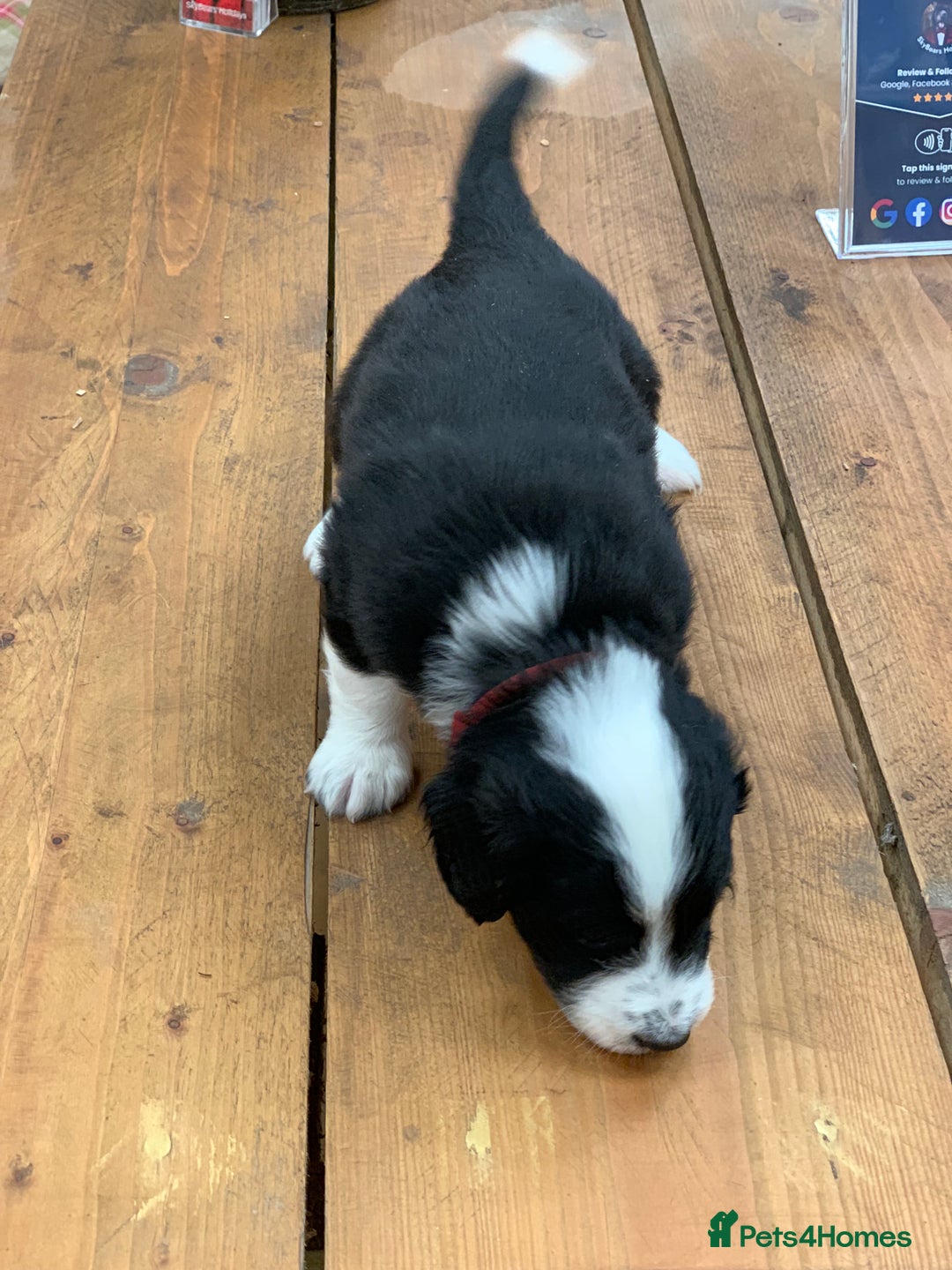 Bernedoodle dogs for sale: Midi Medium Bernedoodle Puppies  - Image 21