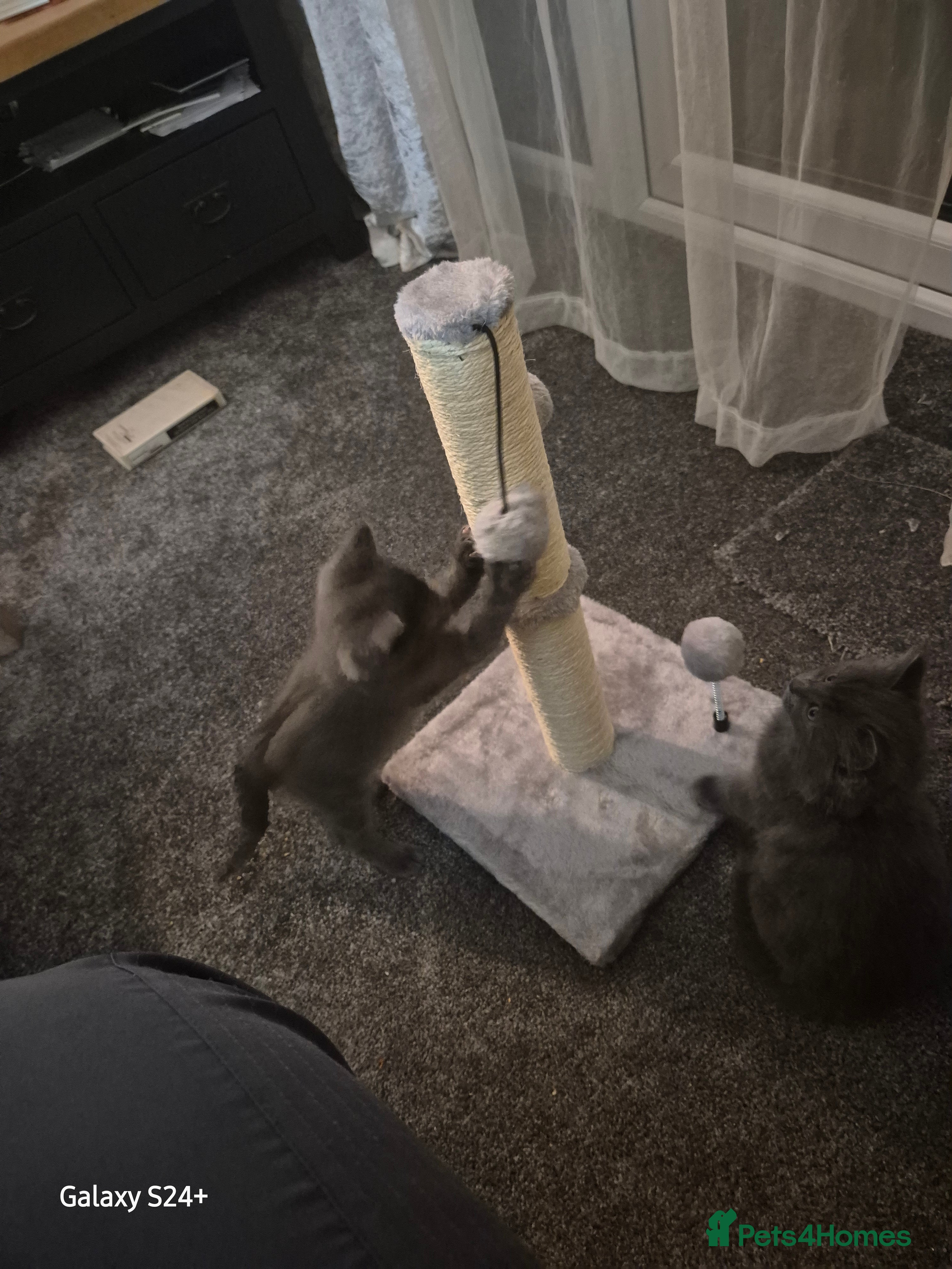 Mixed Breed cats lovely soft fur kitten 11 weeks old grey  - Advert 1