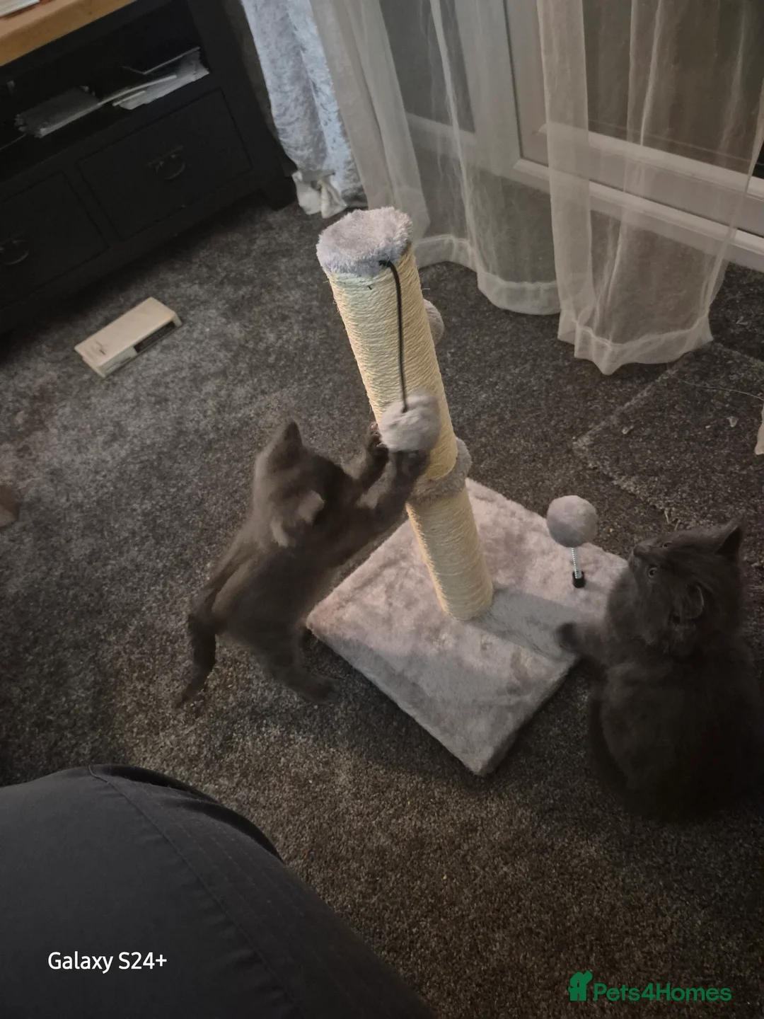 Mixed Breed cats for sale: lovely soft fur kitten 11 weeks old grey  - Advert 1